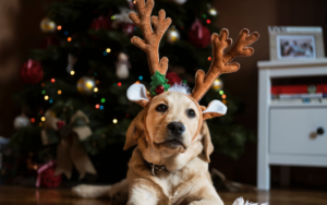 pet gift guide